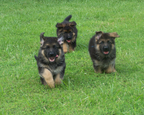 Puppies running - July 2008